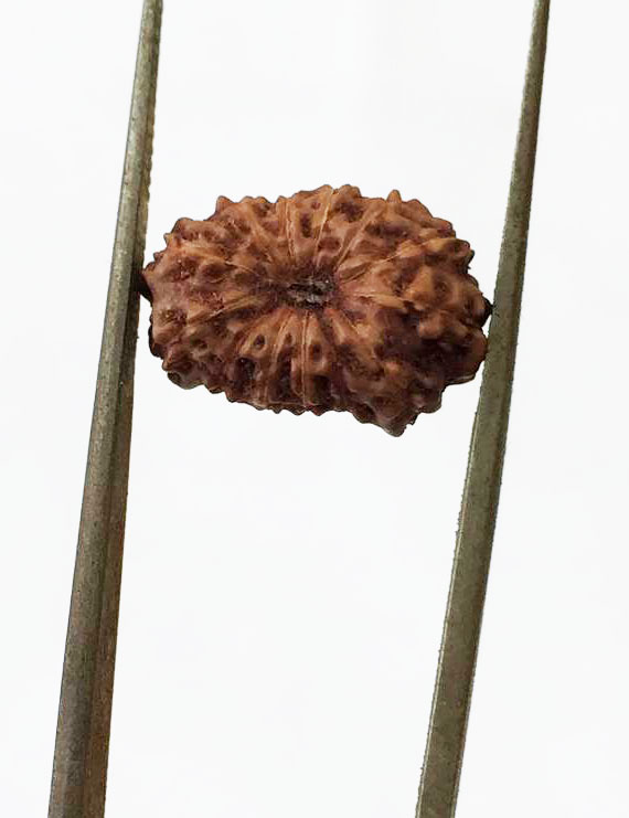 13 Mukhi Certified Indonesian Rudraksha Size- 14 mm